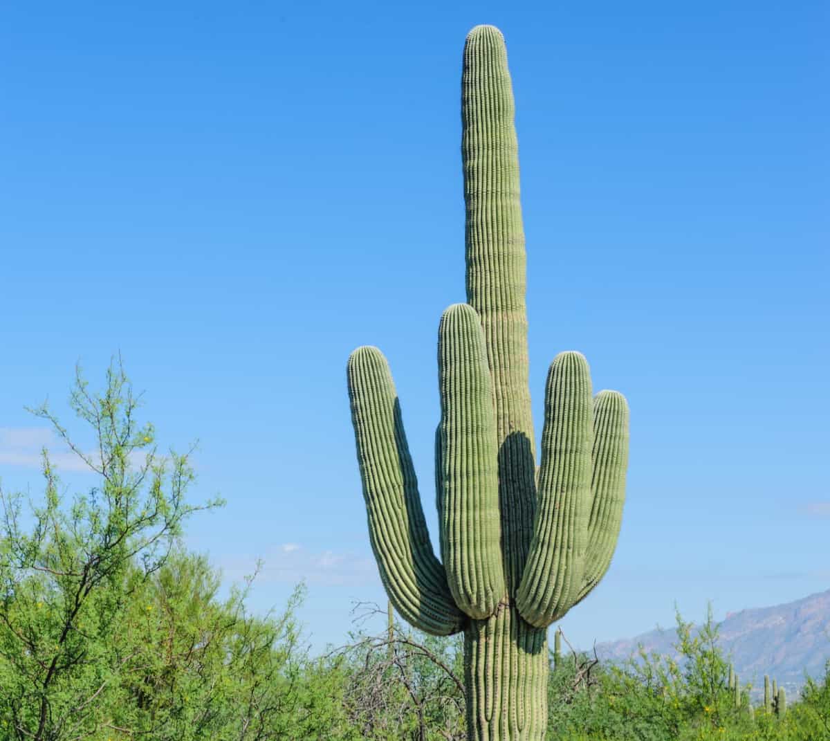 The stately saguaro cactus is a slow-grower.