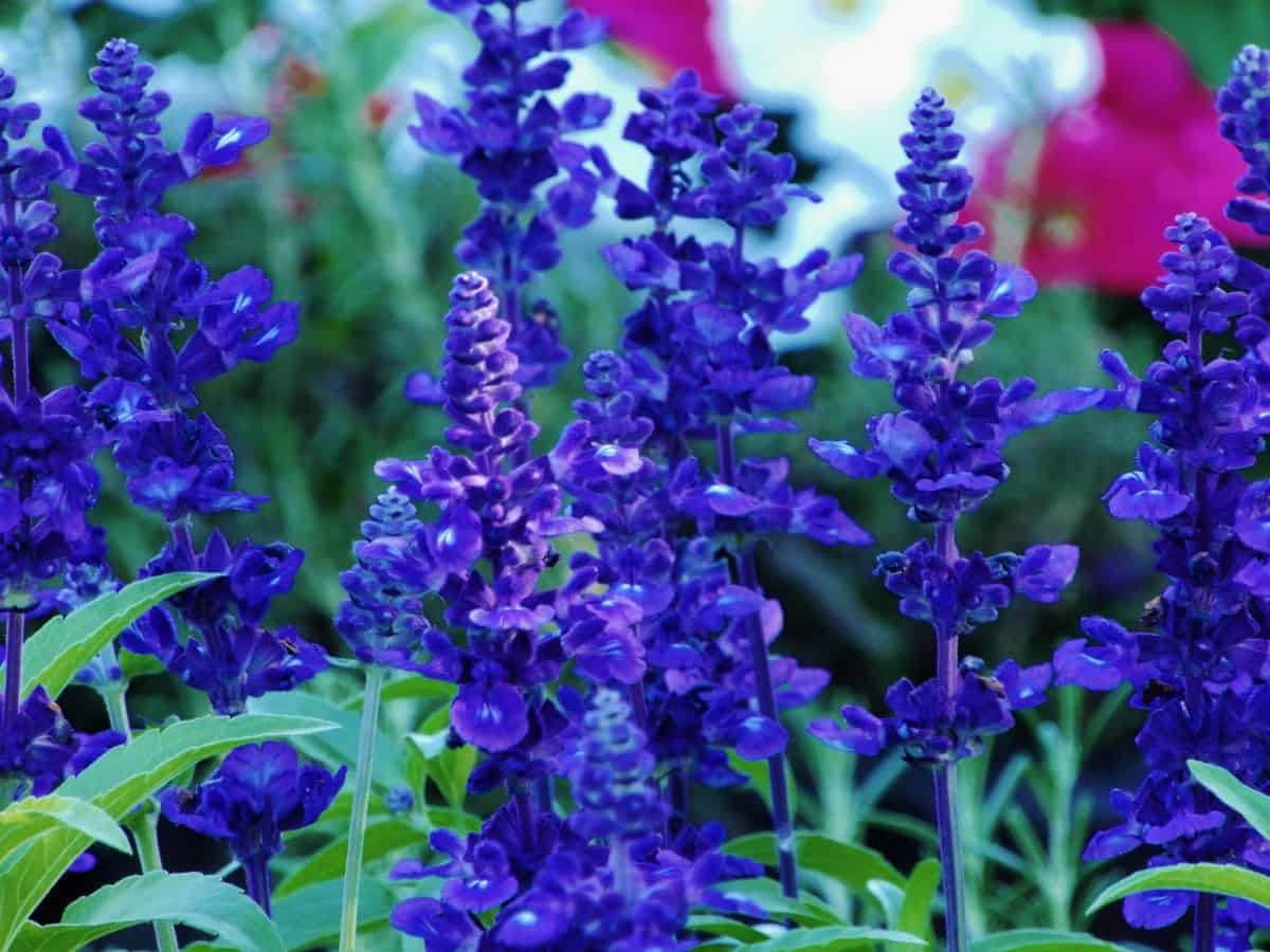 Salvia is quite drought-tolerant.