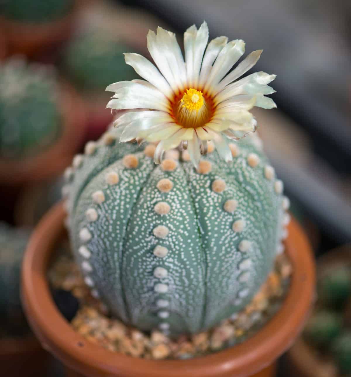 The sand dollar cactus doesn't have spines but does have hairy tufts.