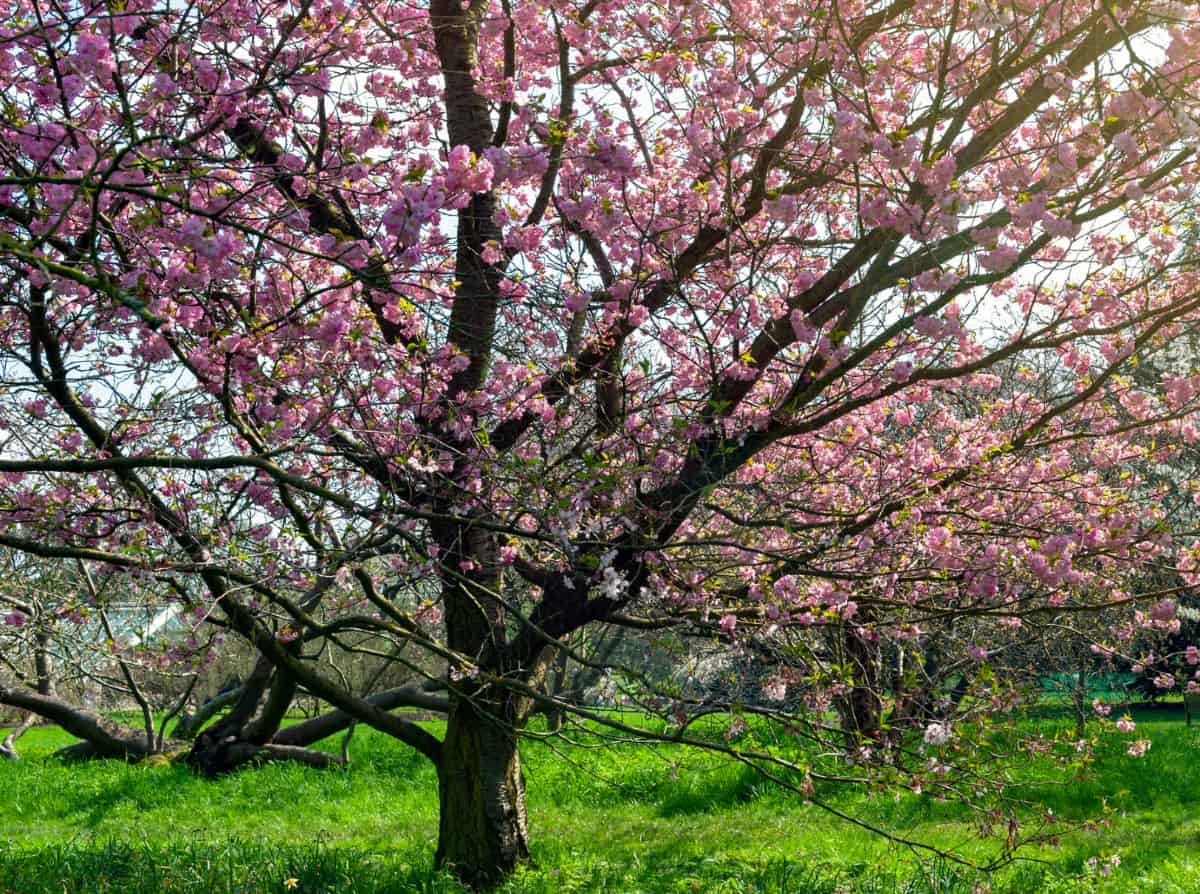 The sargent's cherry tree is a fast grower with shiny bark.