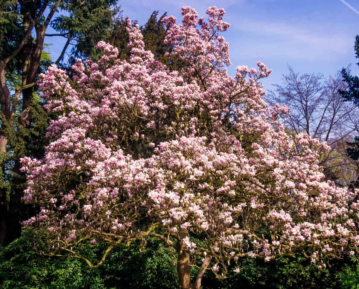 The saucer magnolia has plate-sized white flowers.