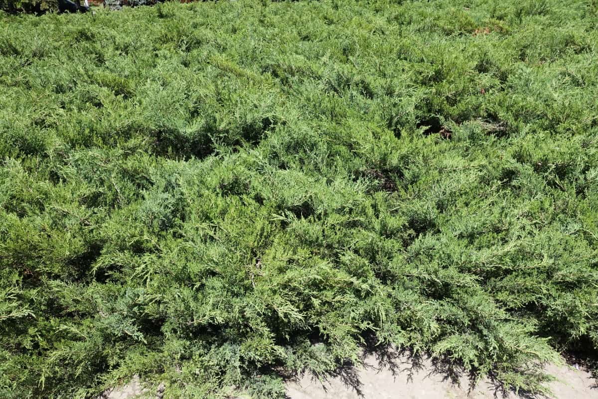 Savin juniper's spreading habit makes it ideal for erosion control.