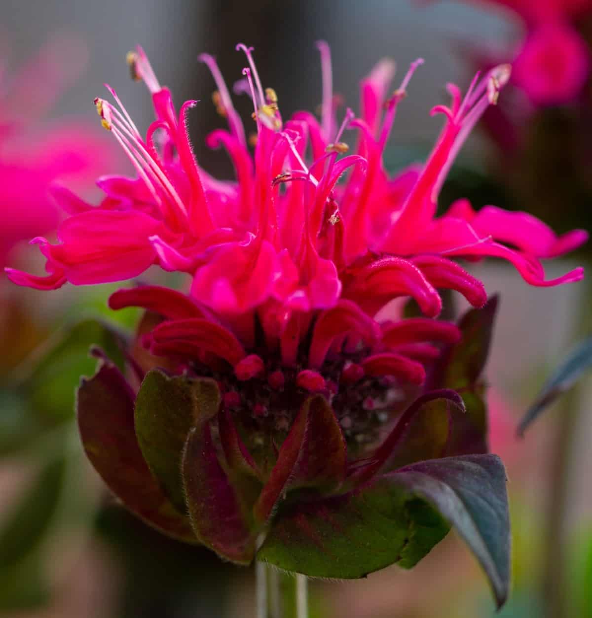 Scarlet bee balm is a fragrant flower that birds, bees, and hummingbirds all love.