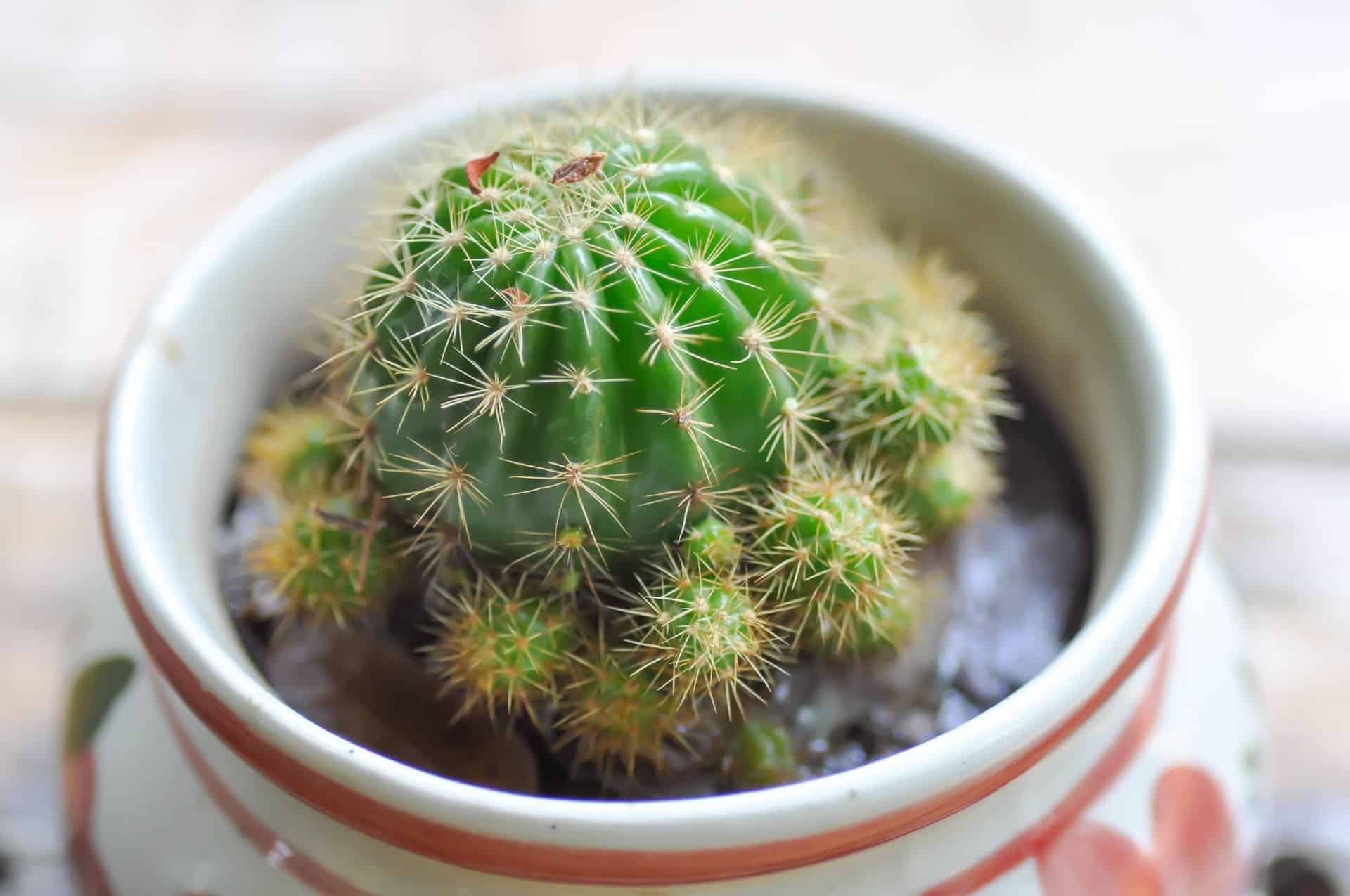 Sea urchin cacti develop fragrant flowers.