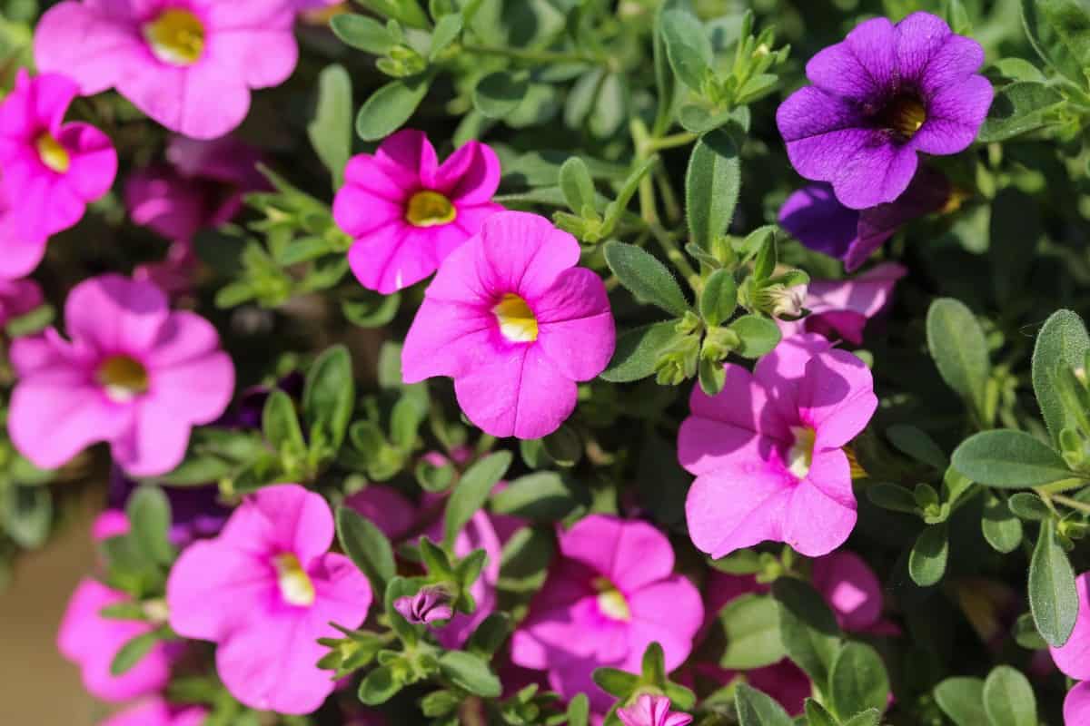 The seaside petunia forms a dense floral mat in moist areas.