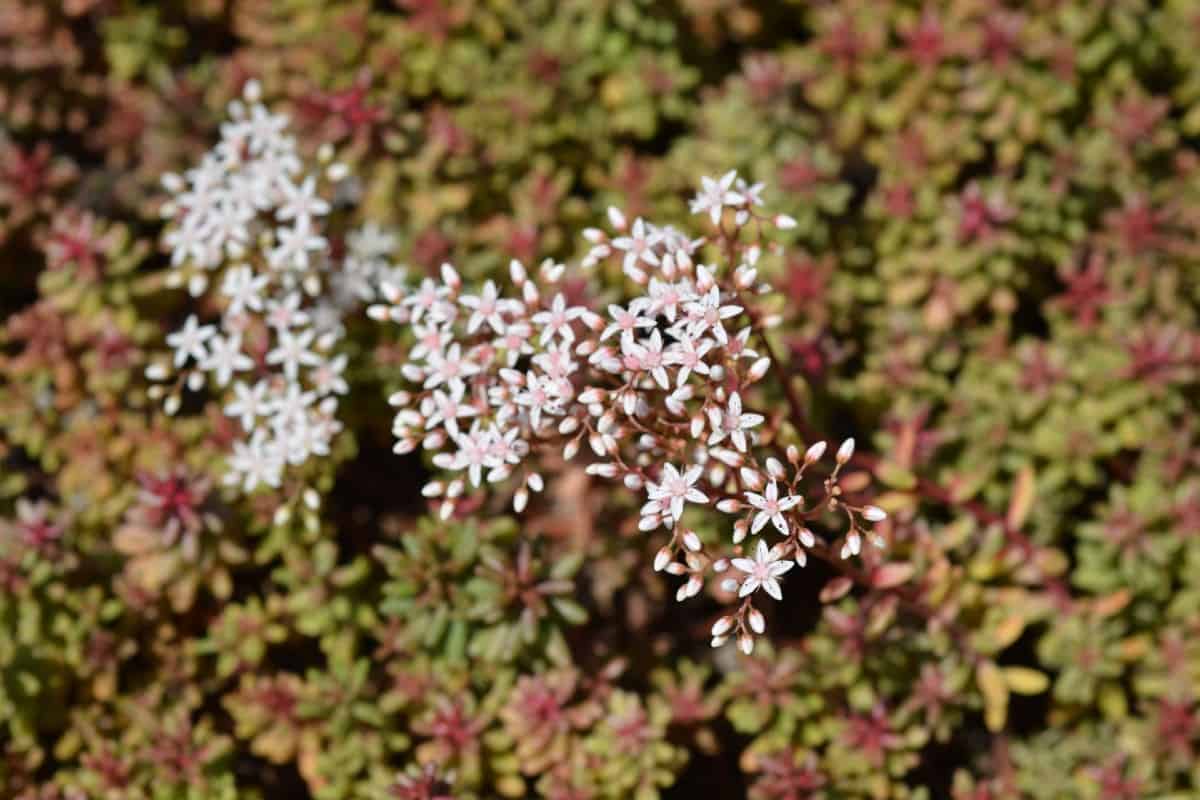Sedum comes in a wide variety of sizes, shapes, and colors.