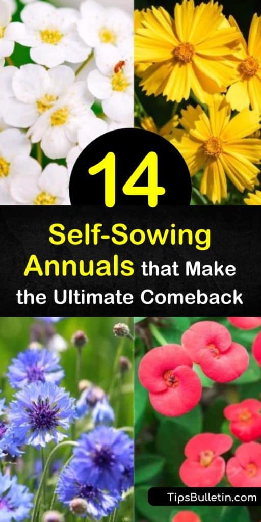 Experience longer bloom times and vibrant colors with these popular self-sowers like calendula and sweet alyssum. These annuals and biennials reseed themselves and eliminate deadheading by dropping their seed heads and appearing next spring as full as ever. #self #sowing #annuals