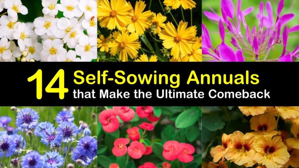 Self Sowing Annuals titleimg1