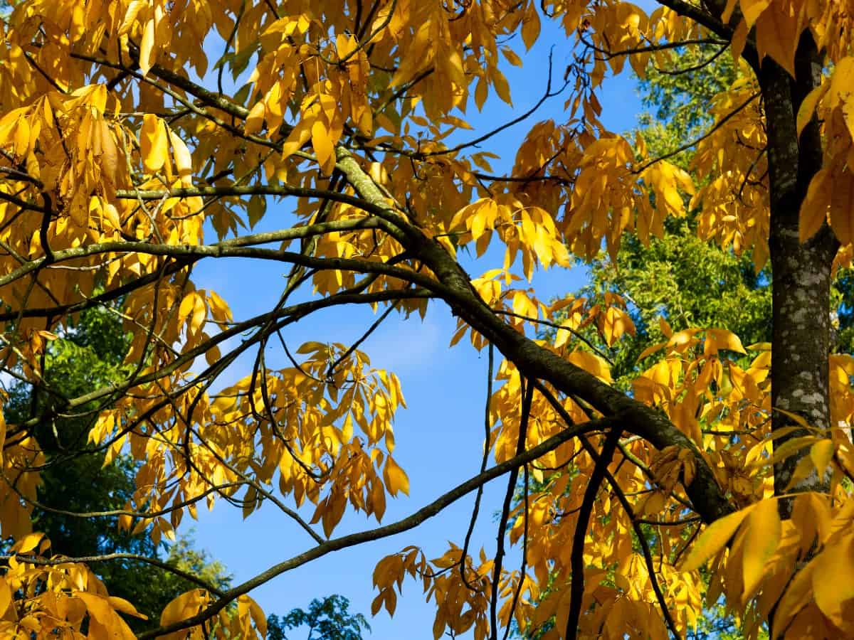 The bark of the shagbark hickory has a lot of texture.