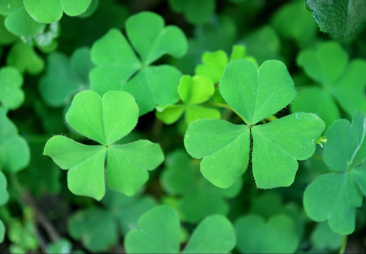 Shamrocks offer good luck to the grower.