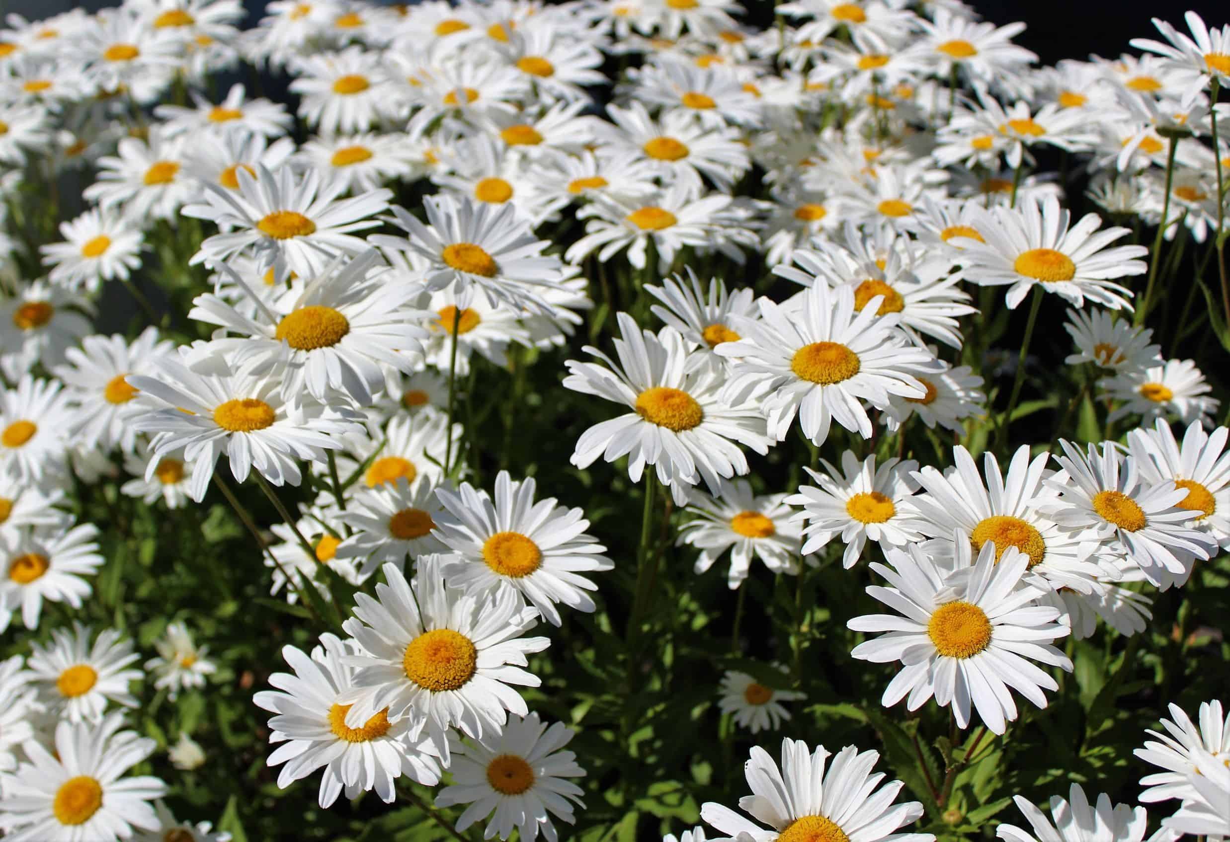 Shasta daisies have a long blooming time.