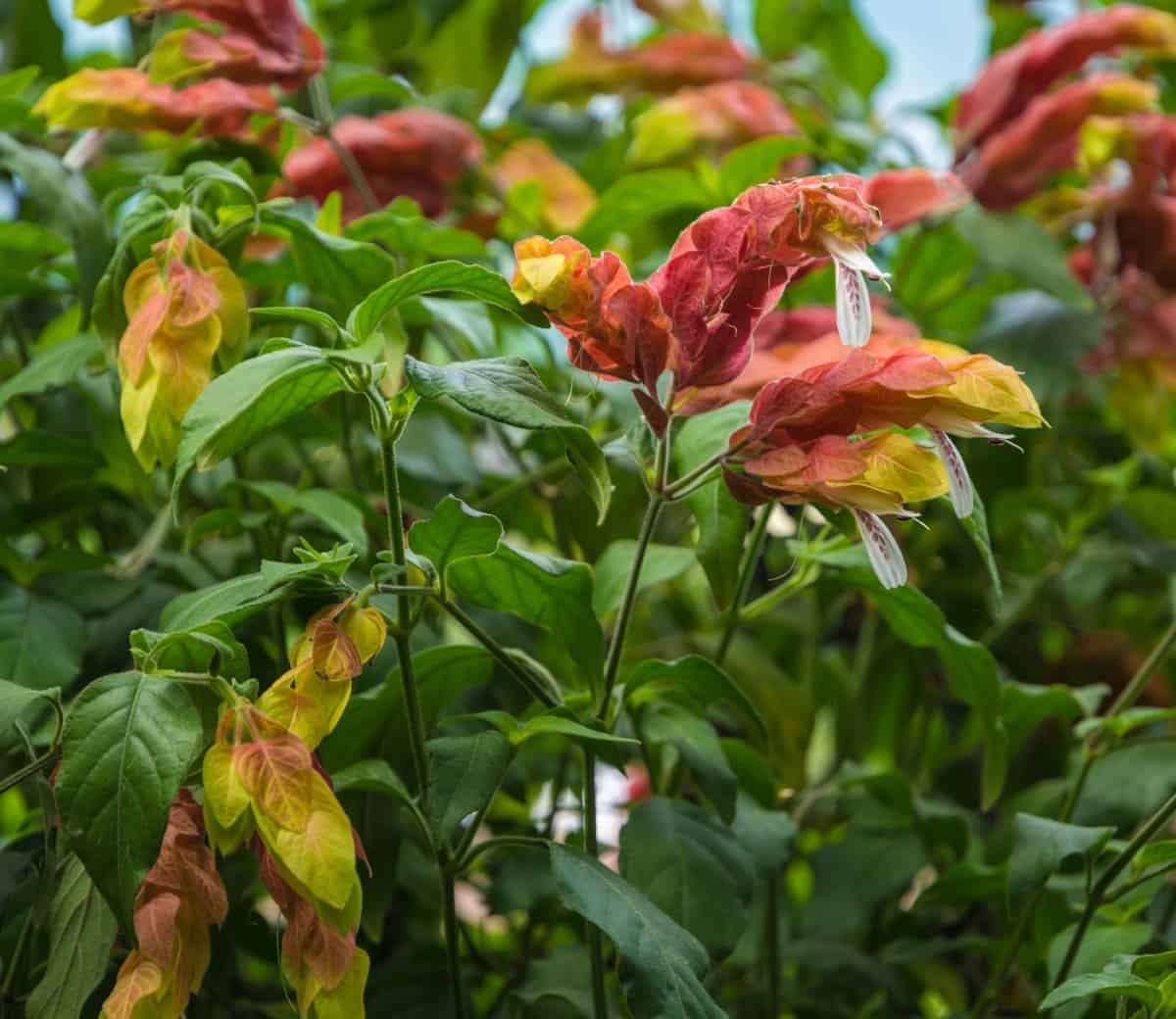 The shrimp plant is an unusual annual tropical shrub.