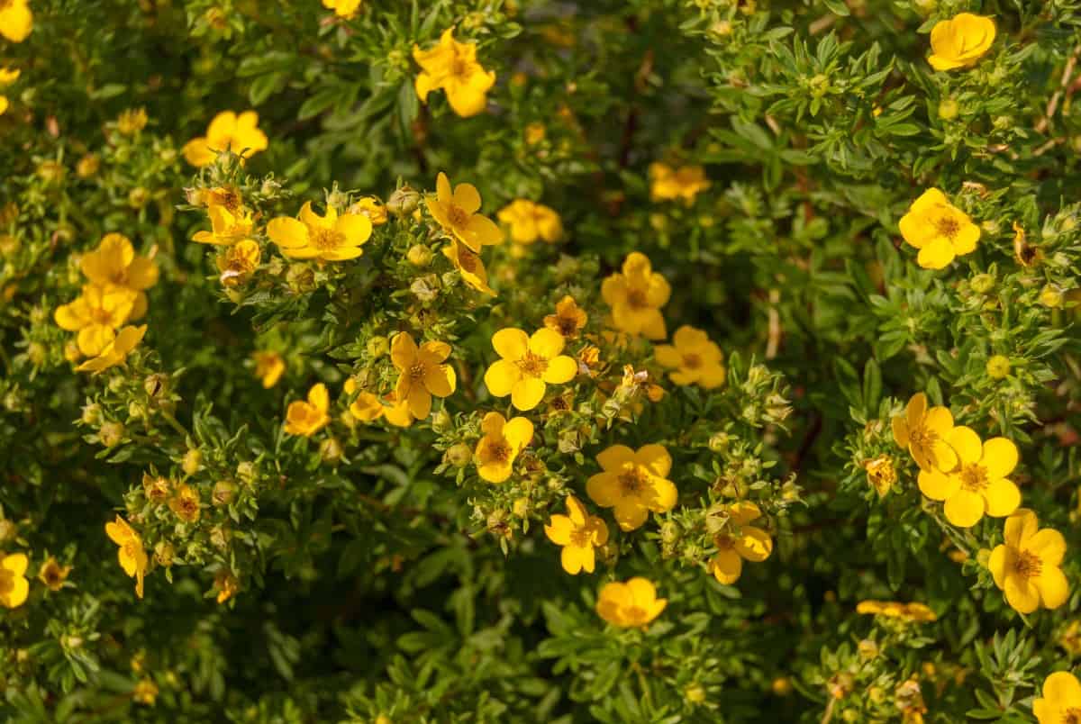 Shrubby cinquefoil has a long blooming time.