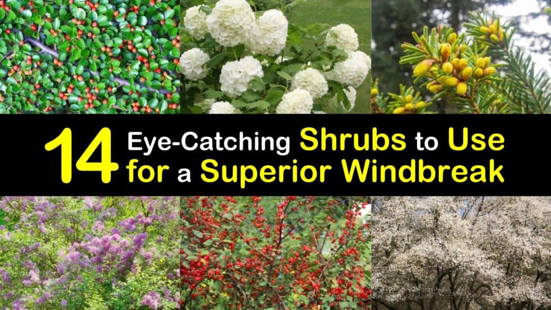 14 EyeCatching Shrubs to use for a Superior Windbreak