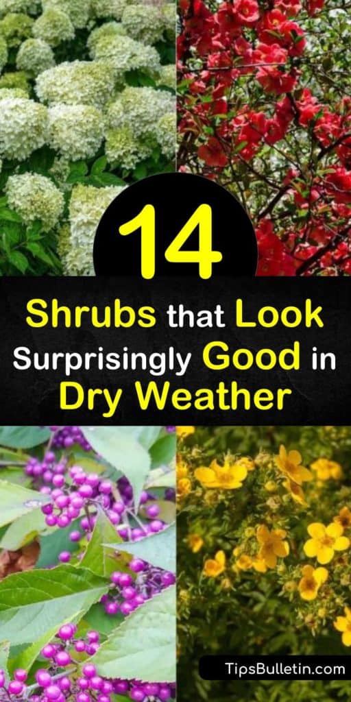 Discover shrubs that flourish in dry conditions. These plants' hardiness enables them to grow in dry soil, whether they're a ground cover like juniperus or a succulent like sedum. Enjoy, among others, the lilac bush's purple or white flowers in late spring. #shrubs #drygarden #droughttolerant