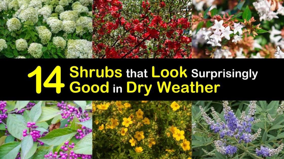 14 Shrubs that Look Surprisingly Good in Dry Weather