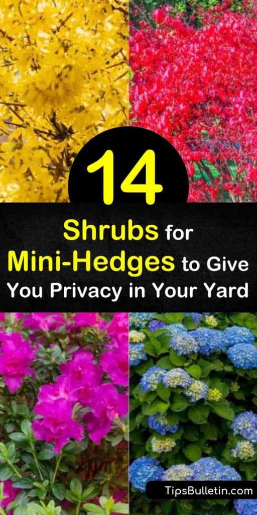 Discover how you can use low-maintenance flowering shrubs to provide color and interest year-round. Shrubs such as lilac, hydrangea, yew, euonymus, and arborvitae provide beauty and privacy when used as mini-hedges. #shrubs #shrubsforhedges #small