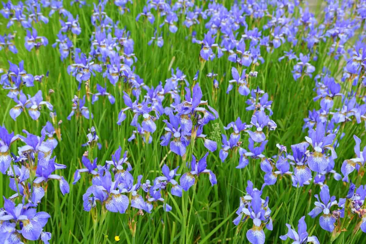 The Siberian iris is a clumping perennial.