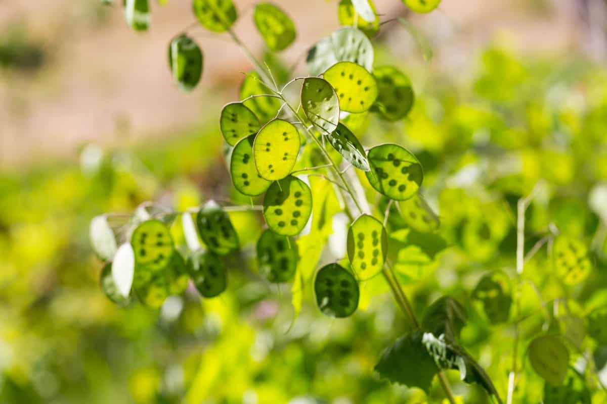 The silver dollar plant has unusual pods.