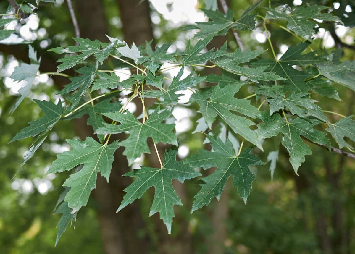 Silver maple trees are fast growers with weak wood.