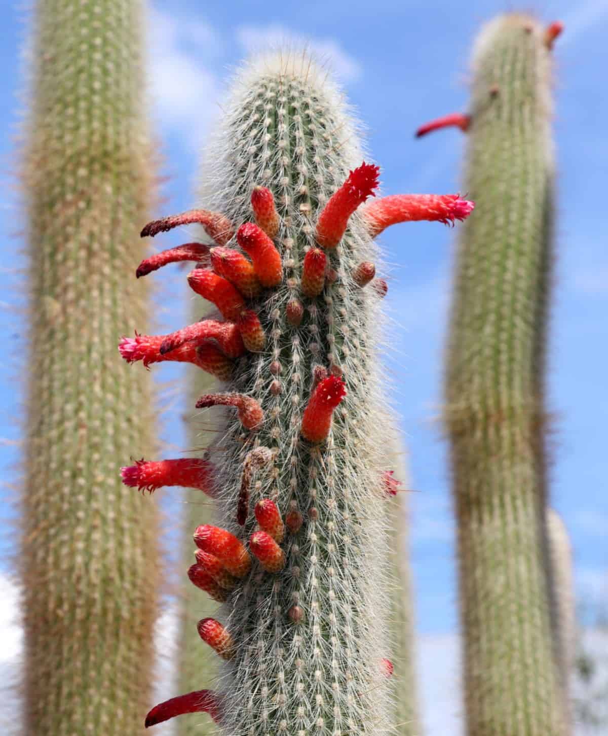 The silver torch cactus has an unusual branching habit.