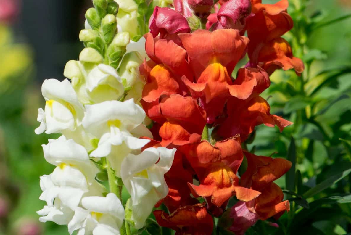 Snapdragons come in bright cheerful colors.