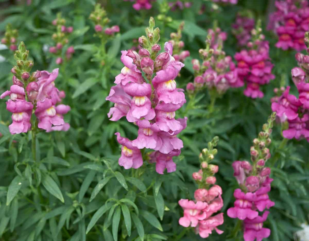 Flowers appear on snapdragons on tall stalks.