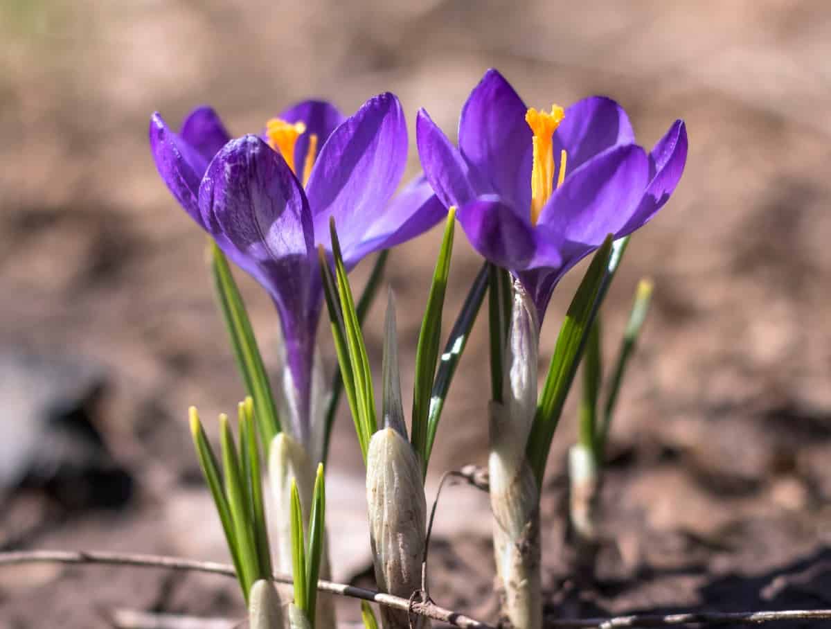 Snow crocus starts blooming in late winter.