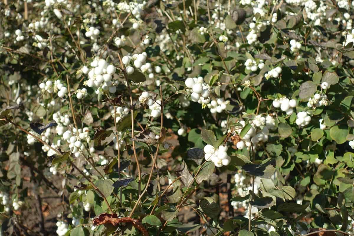 Snowberry bushes attract hummingbirds and butterflies.