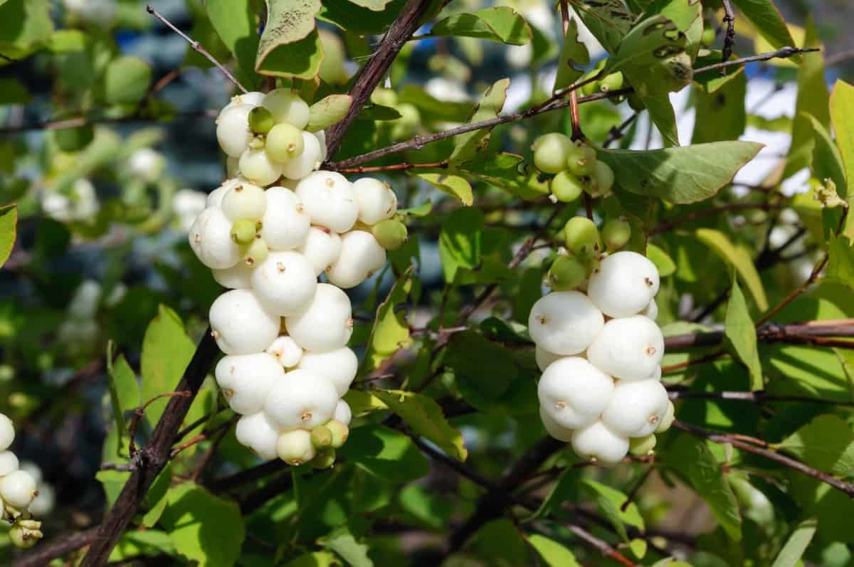 The snowberry bush has appeal in all seasons.