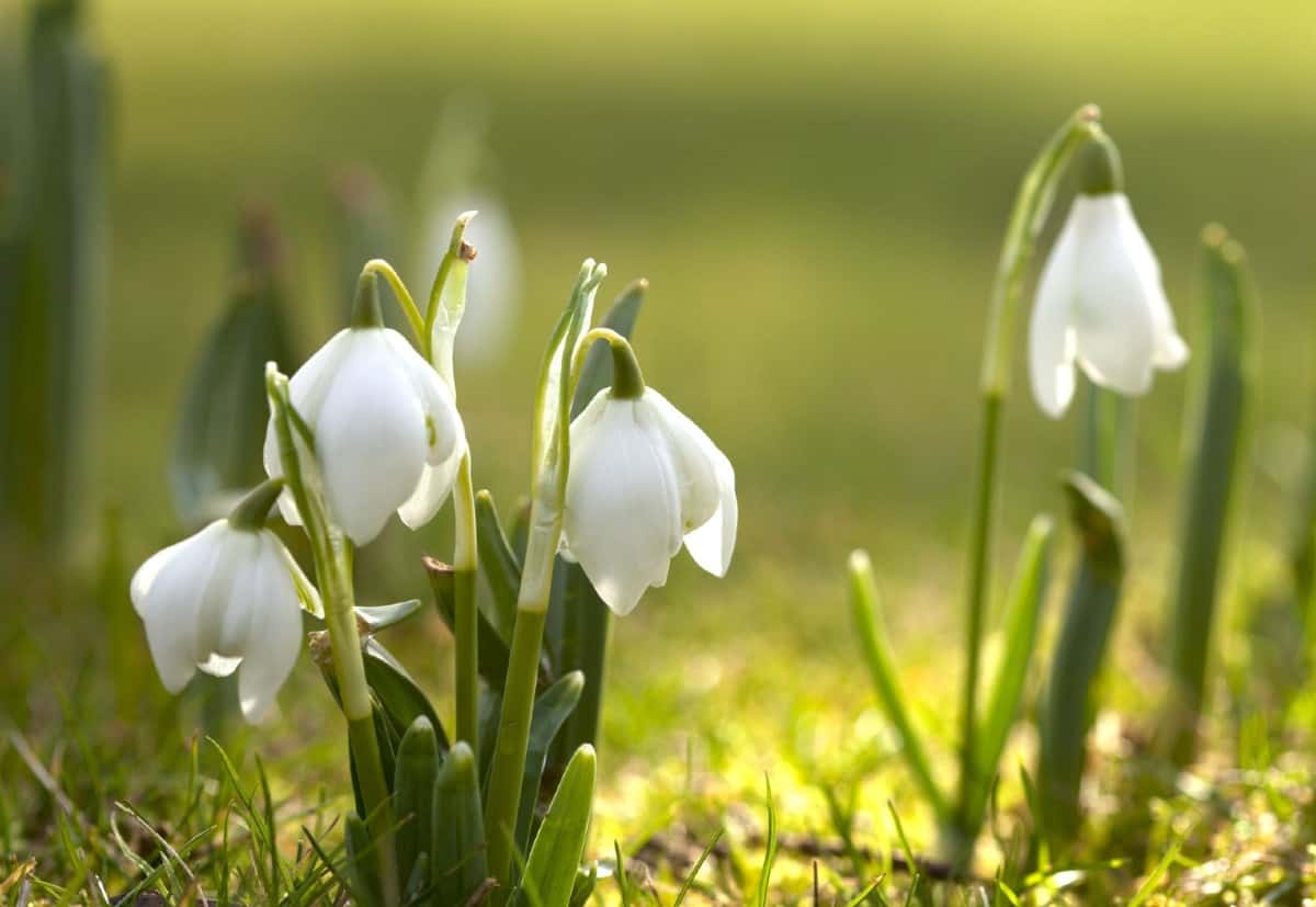 Snowdrops are pretty winter flowers but can irritate the skin when touched.