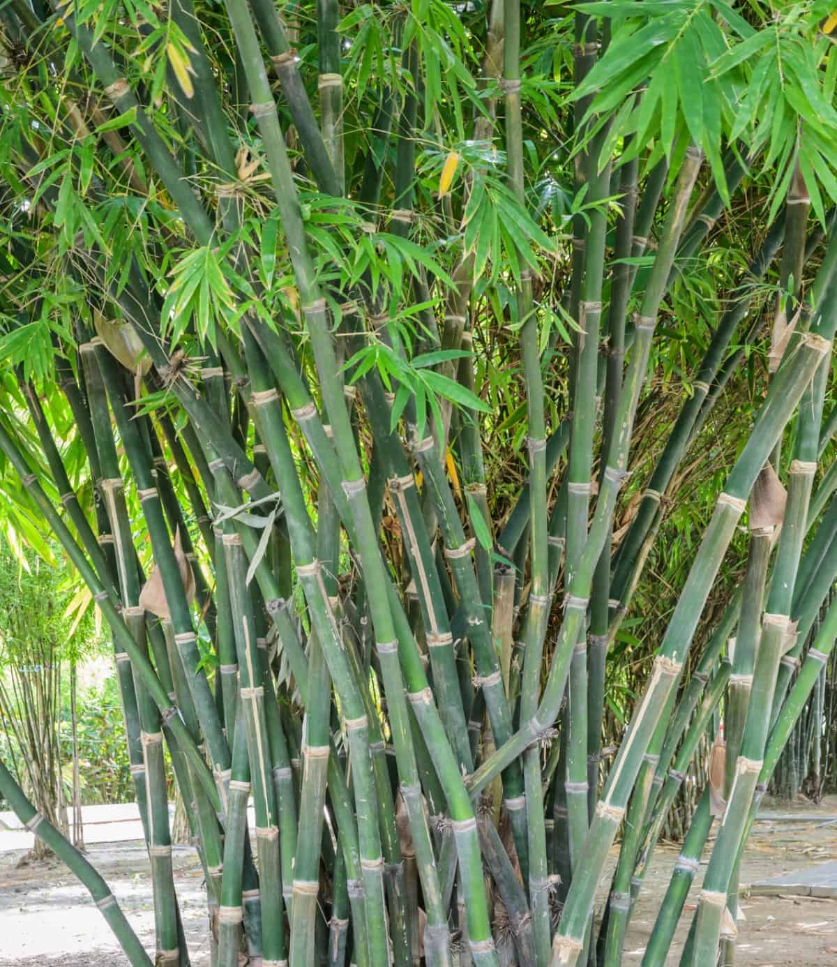 Clumps of South Kalimantan bamboo form a mushroom-shaped shrubby hedge.