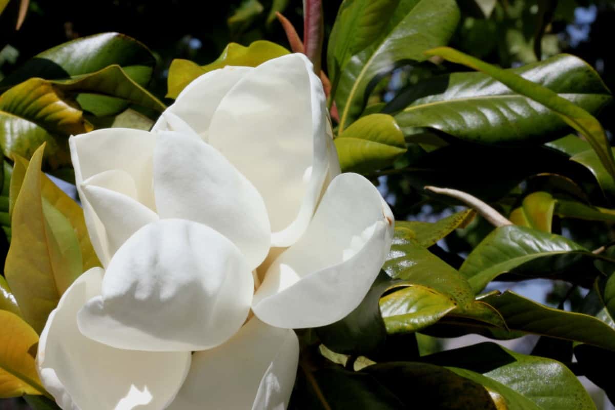 The southern magnolia makes a huge mess when its leaves drop.