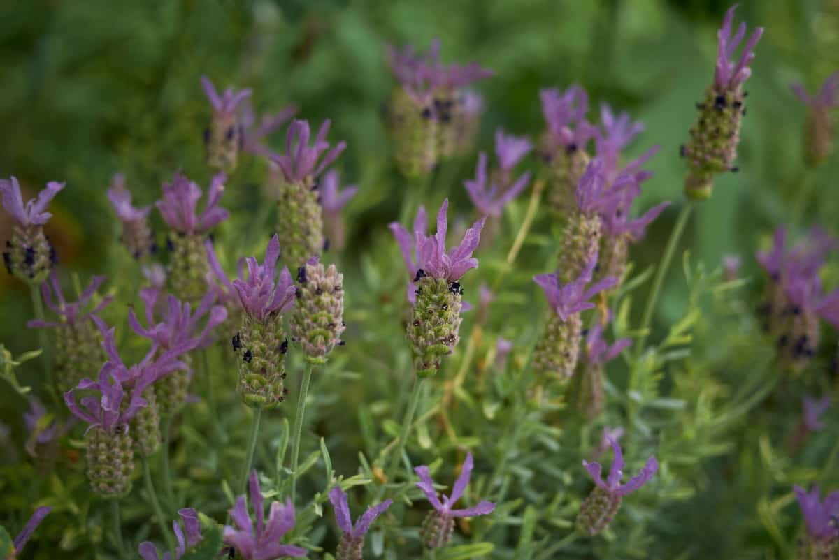 Spanish lavender is used for its oils in beauty and medical products.