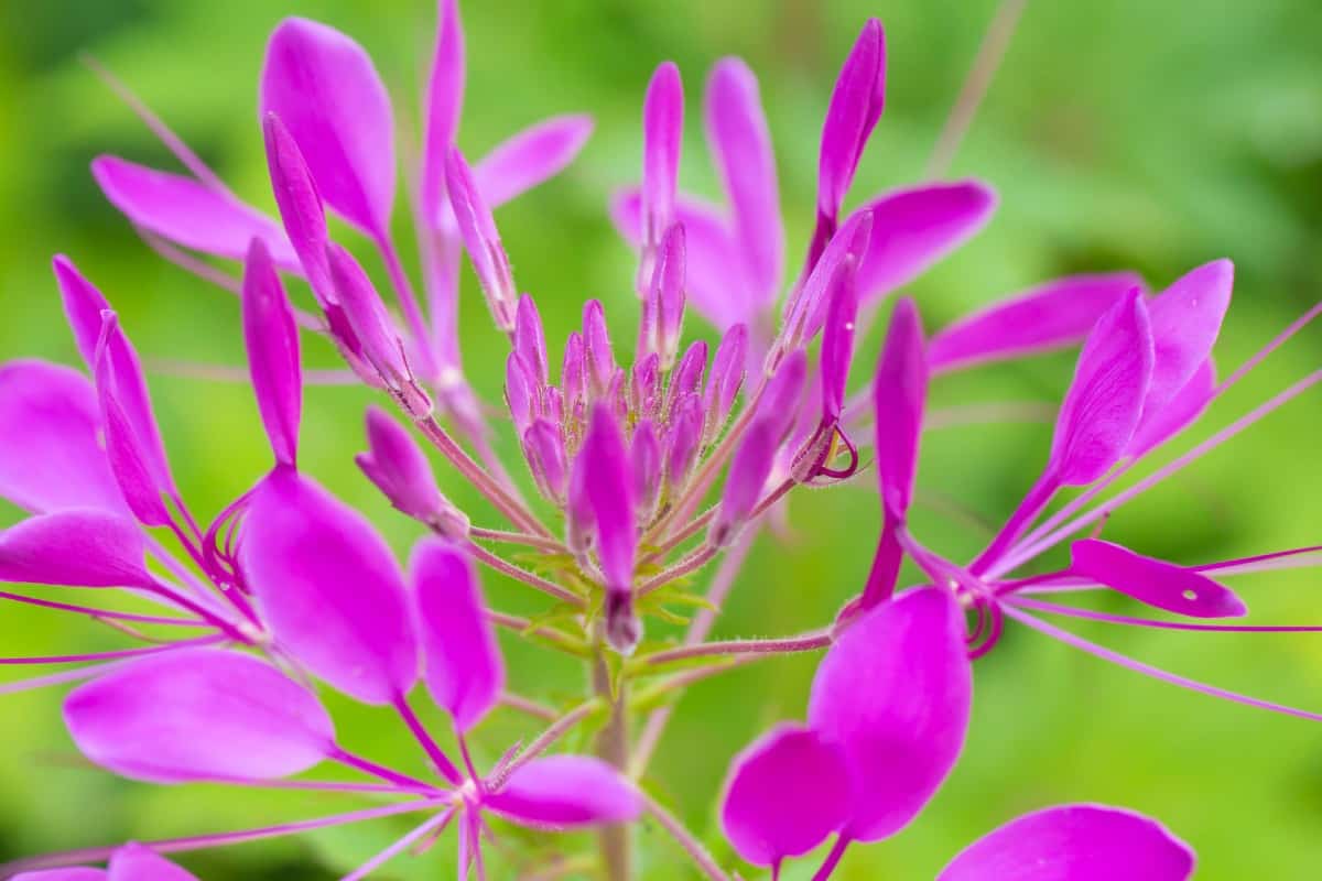 Butterflies love spider flowers.