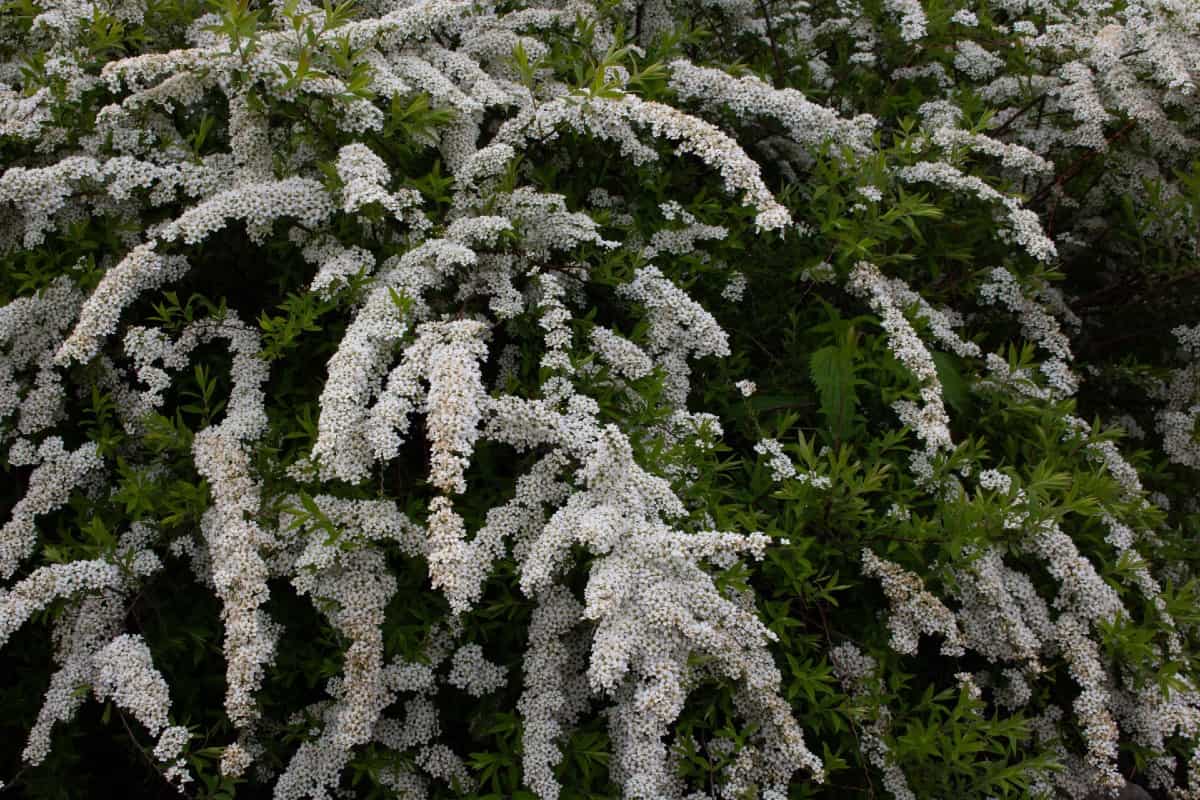 Spirea has tiny white or pink flowers.