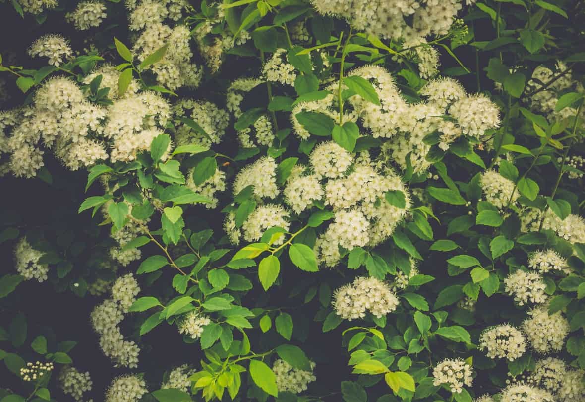 Spirea makes a pretty small hedge with spring blooms.