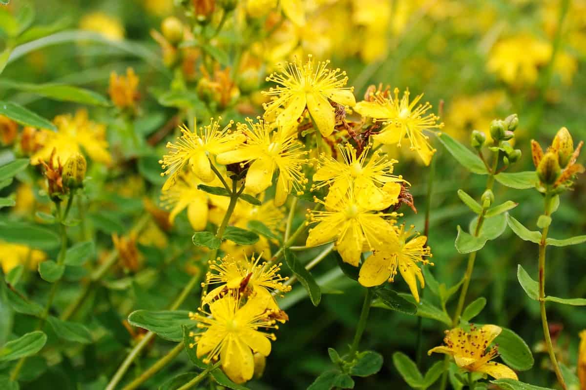 St. John's wort has quite a few medicinal uses.