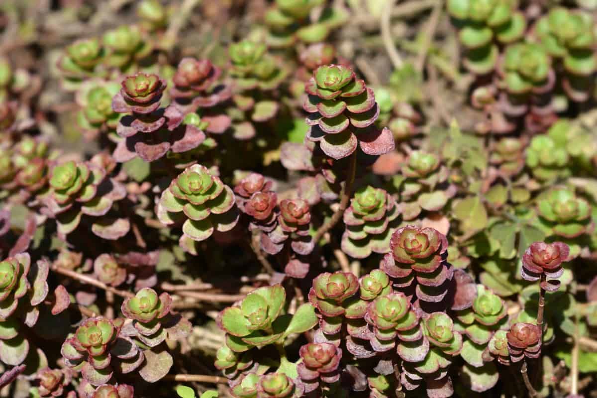 Stonecrop dragon's blood is a succulent that forms rosettes.