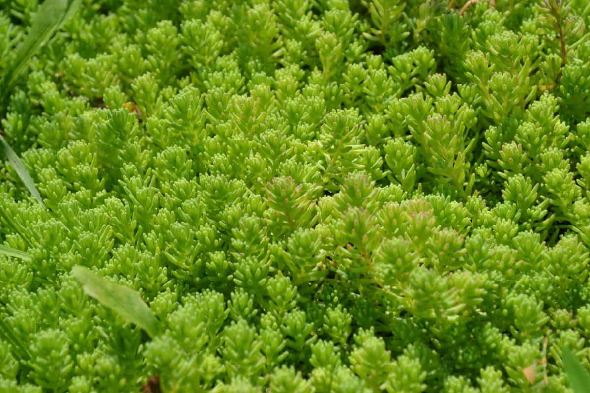 Stonecrop has succulent-like, fleshy leaves.