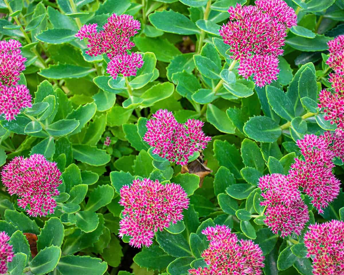 Stonecrop is a low-growing, spreading perennial.