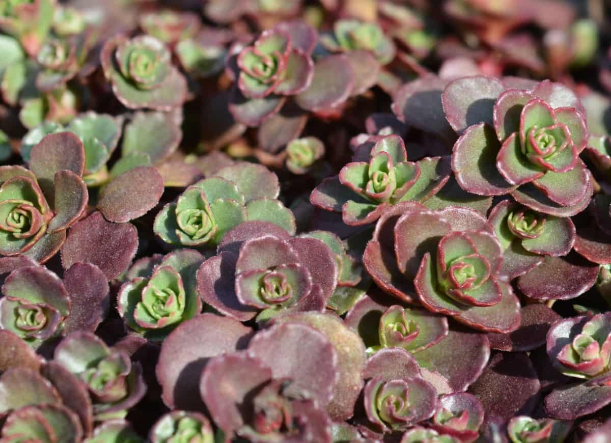 Stonecrop dragon's blood is a succulent that doesn't mind poor soil conditions.