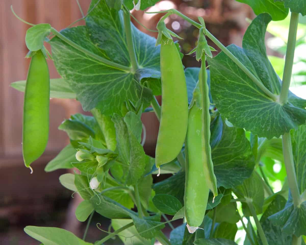Sugar snap peas are easy for children to grow - and eat!