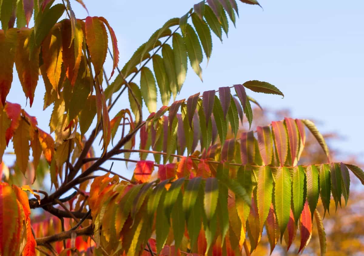 Sumac trees have fern-like leaves that turn brilliant colors in the fall.