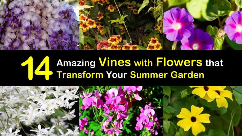 Summer Blooming Vines titleimg1