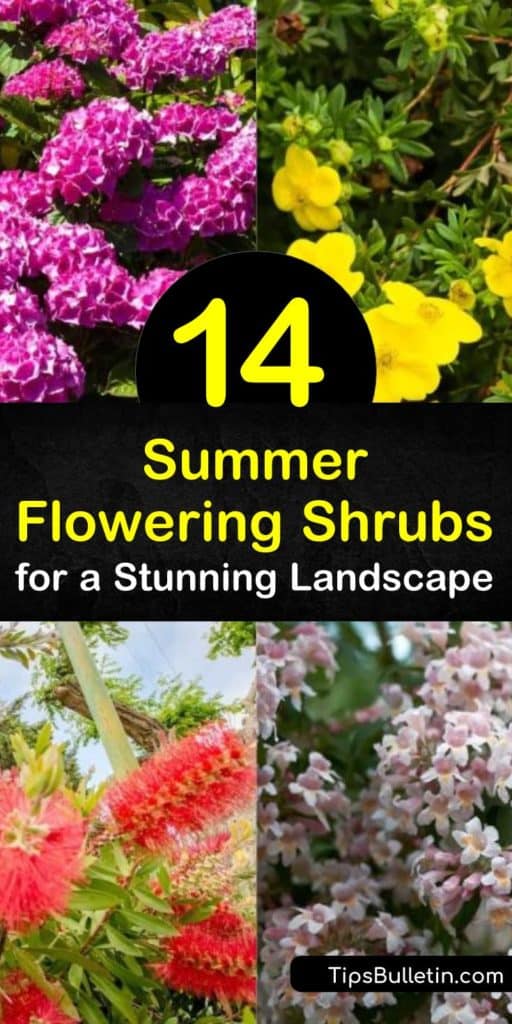 Create private space in your yard while attracting pollinators with flowering shrubs. Plant hardy lilac, spirea, and hibiscus to enjoy pink flowers to white flowers from late spring through early fall. #summerfloweringshrubs #summer #blooming #shrubs