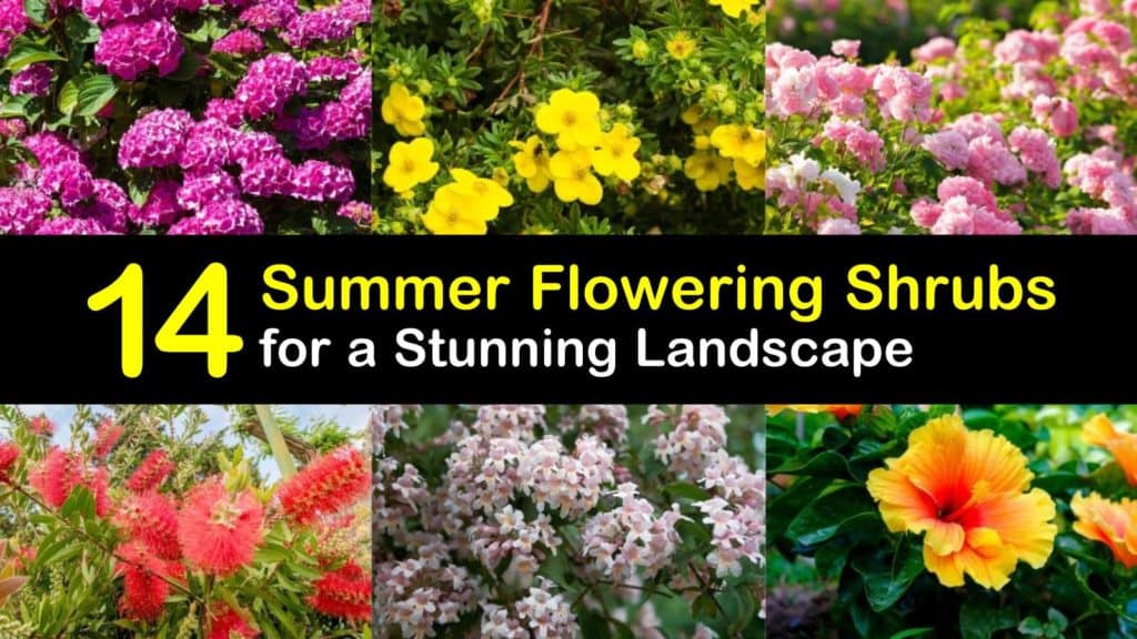 Summer Flowering Shrubs titleimg1