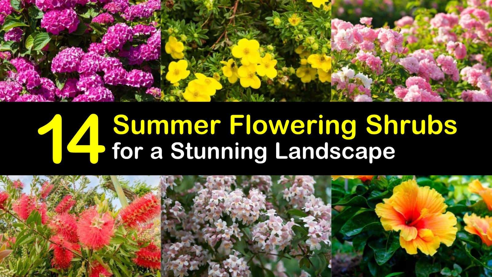 14 Summer Flowering Shrubs for a Stunning Landscape