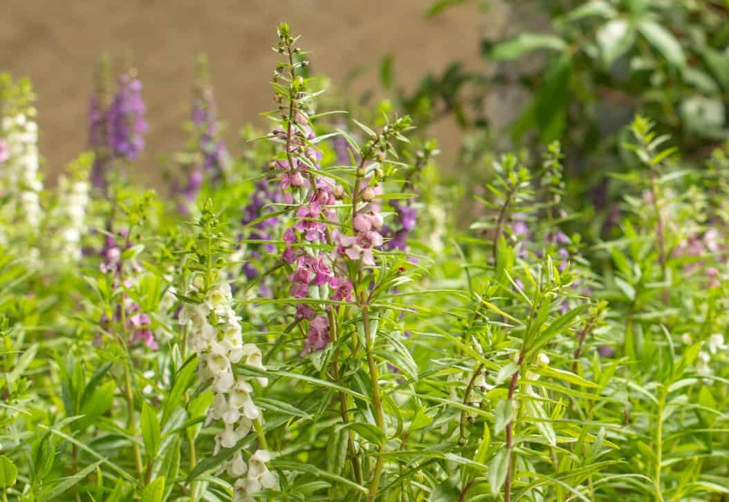 Summer snapdragons are long-blooming annuals.