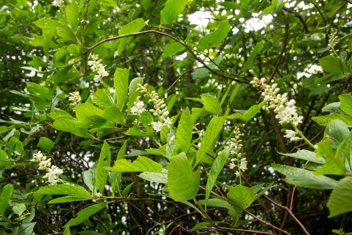 Summersweet is also known as the sweet pepperbush.
